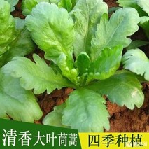 大叶茼蒿种植时间和方法(小叶茼蒿和大叶哪个好吃)