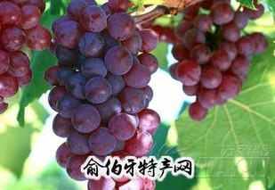 鲁比葡萄