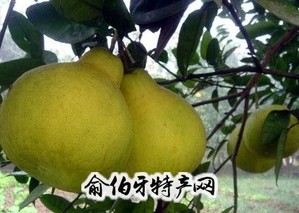 江永香柚