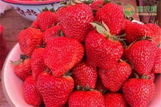 草莓干价格多少钱一斤？