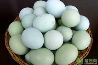 9月鸭蛋价格多少钱一斤？