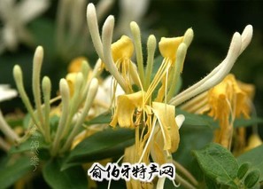 陡门金银花