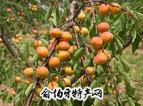 西邵红杏