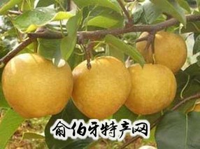 龙马黄梨