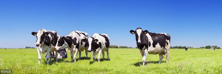 奶牛产奶量的影响因素 怎样提高奶牛产奶量