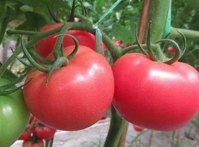 番茄苗多少钱一棵？