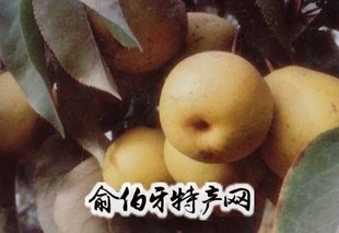 青海冬果梨