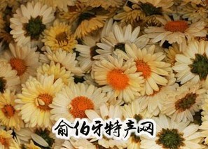 洋马菊花