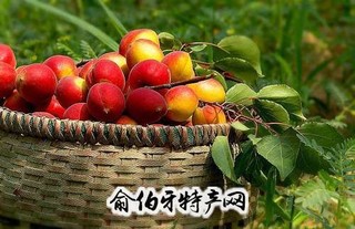 巨鹿串枝红杏