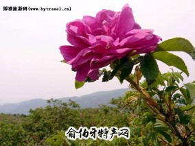 妙峰山玫瑰花