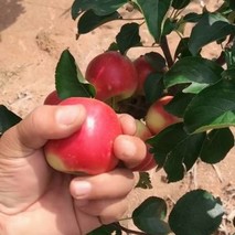 小苹果品种有哪些？