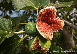 无花果有花吗？(无花果有花吗详细解释)