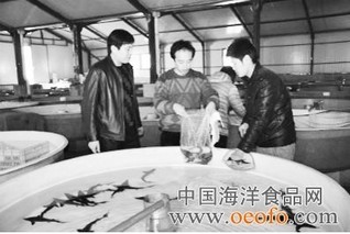 北京育鲟鱼苗种占全国七成以上