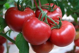 番茄为什么叫西红柿？