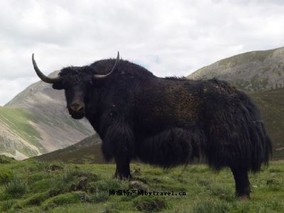 青藏高原牦牛