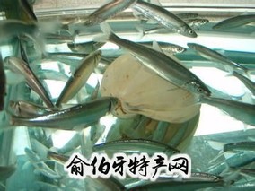 抚仙湖抗浪鱼