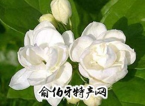 政和茉莉花