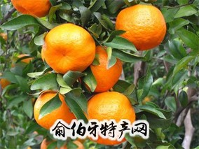 恭城椪柑