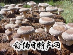 紫金香菇