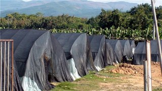 农业技术—蔬菜遮阳网覆盖栽培技术