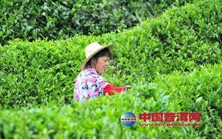 碧螺春的种植采摘