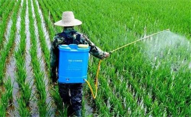 水稻大田除草剂的施用方法及药害的补救措施