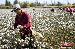 新疆哪里的棉花最好？