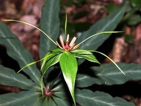 伏龙山七叶一枝花