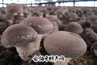 魏县食用菌