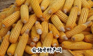 覆膜玉米