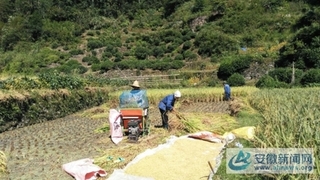 脱粒机助力水稻收割