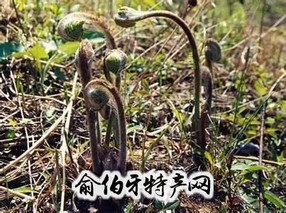 新田山野菜