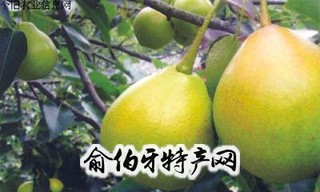 鲁沙梨