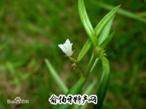 东乡白花蛇舌草