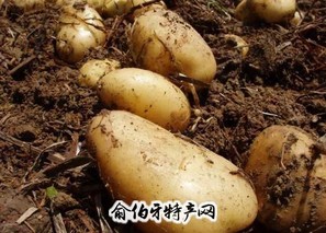 武川土豆