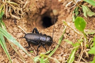 野生蟋蟀和养殖蟋蟀的区别