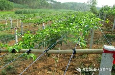 蓝莓种植技术要点(百香果种植技术要点)