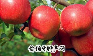 烟台苹果