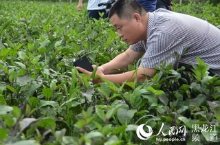 山西省蔬菜生产以茄果类和瓜菜类为主