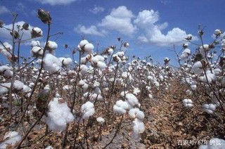 棉花的主要成分是什么？