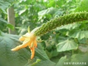 秋黄瓜的延后栽培技术(秋黄瓜种植时间和技术)