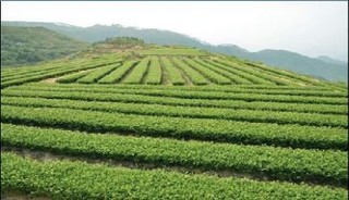 火田大茂山茶