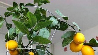 柠檬种植方法和注意事项