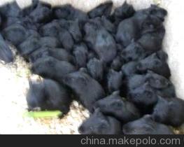 南宁：科学养殖黑豚　带动乡亲脱贫