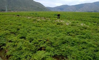 柴胡套种荆芥技术