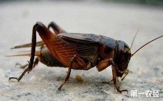 为什么蟋蟀会鸣叫？