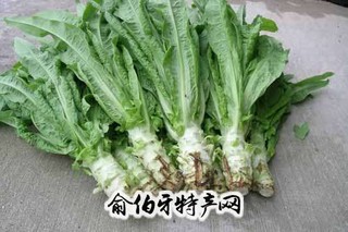 新洲莴苣