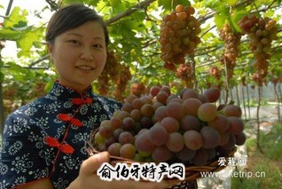 北镇葡萄