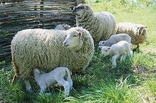 如何提高母羊多羔率
