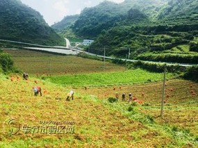 贵州七星关区：冬种马铃薯 科技助丰产
